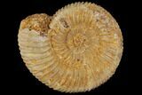 Perisphinctes Ammonite - Jurassic #100283-1